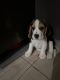Beagle Puppies for sale in PRESTIGE PARK VIEW, Kadugodi Colony, Kadugodi, Bengaluru, Karnataka 560066, India. price: 22000 INR
