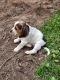 Beagle Puppies for sale in Brainerd, MN 56401, USA. price: NA