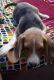 Beagle Puppies for sale in Noida, Uttar Pradesh, India. price: 25000 INR