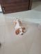 Beagle Puppies for sale in Sector V, Bidhannagar, Kolkata, West Bengal, India. price: 18000 INR