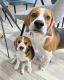 Beagle Puppies for sale in New Yorkweg, 1334 NA Almere, Netherlands. price: 400 EUR