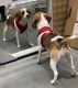 Beagle Puppies for sale in Washington, NC, USA. price: $400