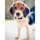 Beagle Puppies for sale in Sangareddy, Telangana, India. price: 22000 INR