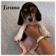Beagle Puppies for sale in Reading, PA, USA. price: NA