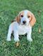 Beagle Puppies for sale in Sturgeon Lake, MN 55783, USA. price: $900