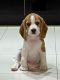 Beagle Puppies for sale in JP Nagar 7th Phase, Bengaluru, Karnataka, India. price: 30000 INR