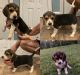 Beagle Puppies for sale in White Oak, WV 25989, USA. price: $300