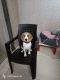 Beagle Puppies for sale in Indirapuram, Ghaziabad, Uttar Pradesh, India. price: 11000 INR