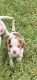 Beagle Puppies for sale in Marianna, AR 72360, USA. price: NA