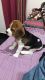 Beagle Puppies for sale in Chandigarh, India. price: 12000 INR