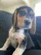 Beagle Puppies for sale in Newark, NJ, USA. price: $1,200