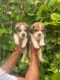 Beagle Puppies for sale in Malerkotla, Punjab 148023, India. price: 26000 INR