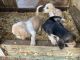 Beagle Puppies for sale in Traphill, NC 28685, USA. price: NA