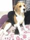 Beagle Puppies for sale in Pune, Maharashtra, India. price: 25000 INR