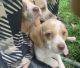 Beagle Puppies for sale in Knoxville, TN, USA. price: NA