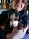 Beagle Puppies for sale in Spartansburg, PA 16434, USA. price: $200