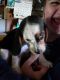 Beagle Puppies for sale in Spartansburg, PA 16434, USA. price: NA