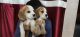 Beagle Puppies for sale in Jabalpur, Madhya Pradesh, India. price: 15000 INR