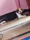 Beagle Puppies for sale in Uppal, Hyderabad, Telangana, India. price: 15000 INR