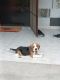 Beagle Puppies for sale in Dwarka, New Delhi, Delhi, India. price: 17000 INR