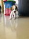 Beagle Puppies for sale in Kalkaji Extension, Block A 9, Tughlakabad Extension, Kalkaji, New Delhi, Delhi 110019, India. price: 16000 INR