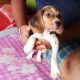 Beagle Puppies for sale in Durga Nagar, North Dumdum, Kolkata, West Bengal 700065, India. price: 12000 INR