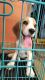 Beagle Puppies for sale in Bhupesh Guptha Nagar, Jillalguda, Telangana, India. price: 20000 INR