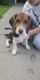 Beagle Puppies for sale in Newton Falls, OH 44444, USA. price: $250