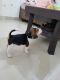 Beagle Puppies for sale in Patiala, Punjab, India. price: 8000 INR
