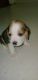 Beagle Puppies for sale in New Delhi, Delhi, India. price: 14000 INR