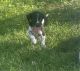 Beagle Puppies for sale in Sidney, OH 45365, USA. price: $200