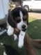 Beagle Puppies for sale in Crowder, OK 74501, USA. price: NA
