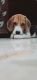 Beagle Puppies for sale in Sector 5, Gurugram, Haryana, India. price: 10000 INR