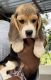 Beagle Puppies for sale in Pune, Maharashtra, India. price: 20000 INR