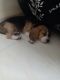 Beagle Puppies for sale in Margao, Goa, India. price: 15000 INR