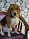 Beagle Puppies for sale in Rajendra Nagar, Ghaziabad, Uttar Pradesh, India. price: 25000 INR