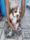 Beagle Puppies for sale in Mhow Cantt., Dr. Ambedkar Nagar, Madhya Pradesh 453441, India. price: NA