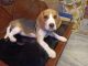 Beagle Puppies for sale in Barrackpore, West Bengal, India. price: 7000 INR