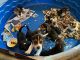 Beagle Puppies for sale in Iowa City, IA, USA. price: $400