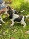 Beagle Puppies for sale in Bainbridge, NY 13733, USA. price: $350