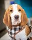 Beagle Puppies for sale in Chandler, AZ, USA. price: NA