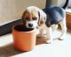 Beagle Puppies for sale in The Bronx, NY, USA. price: NA