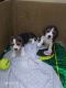 Beagle Puppies for sale in Horamavu, Bengaluru, Karnataka, India. price: 16000 INR