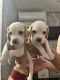 Beagle Puppies for sale in Faridabad, Haryana, India. price: 15000 INR