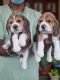 Beagle Puppies for sale in Anna Nagar, Chennai, Tamil Nadu, India. price: NA
