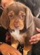 Beagle Puppies for sale in Madera, CA, USA. price: NA