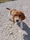Beagle Puppies for sale in Cedar Creek, TX 78612, USA. price: $300