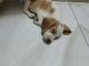 Beagle Puppies for sale in Bhowanipore, Kolkata, West Bengal, India. price: 10000 INR