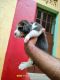 Beagle Puppies for sale in Pipili, Odisha 752104, India. price: 10000 INR