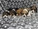 Beagle Puppies for sale in Fort Campbell, KY, USA. price: NA